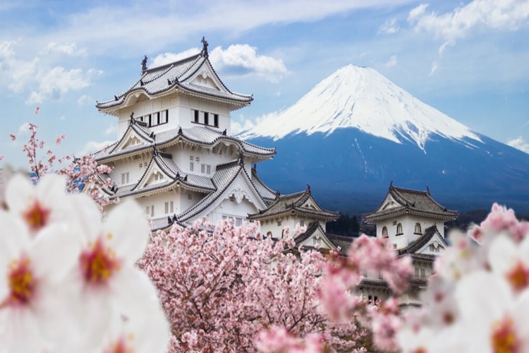 Japon Kiraz Ağacı Türkiye'de Yetişir Mi?
