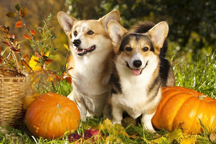 Kabak Çekirdeği Köpeklere Zararlı Mı?