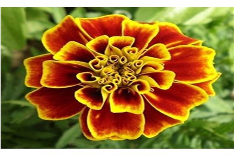 Kadife Çiçeği Hakkında Merak Edilen Bilgiler