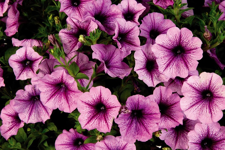 Kahkaha Çiçeği İle İlgili Merak Edilen Bilgiler 