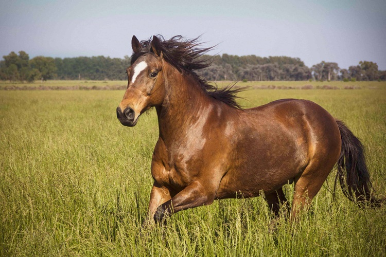 Kahve Falında At Görmek Ne Anlama Gelir?
