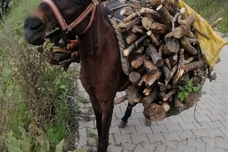 Kahve Falında At Üstünde Yük Görmek Ne Anlama Gelir?