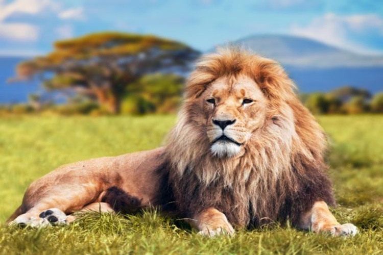 Kahve Falında At Ve Aslan Görmek Ne Anlama Gelir?