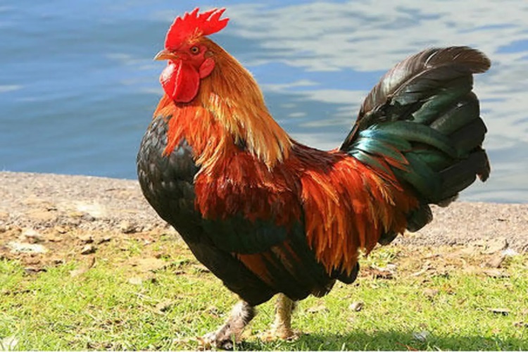 Kahve Falında At Ve Horoz Görmek Ne Anlama Gelir?