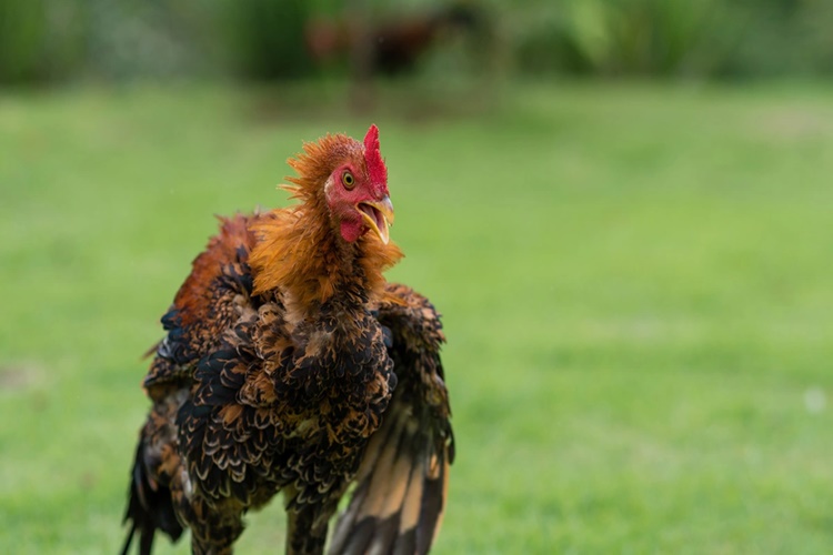 Kahve Falında Kalbin Üstünde Horoz Görmek Ne Anlama Gelir?
