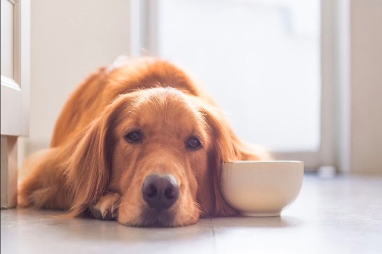 Kaju Köpeklere Zararlı Mı?