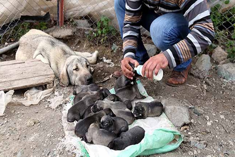 Kangal Ilk Doğumda Kaç Yavru Doğurur?