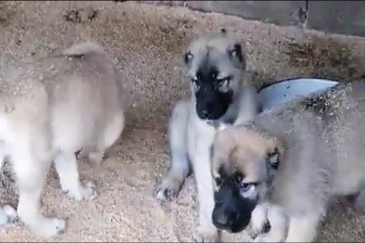 Kangal Yavrusu Nasıl Eğitilir?
