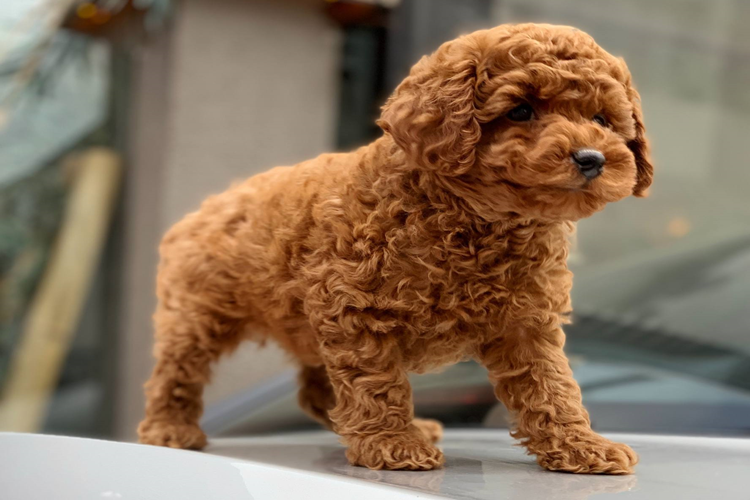 Kaniş Köpek Fiyatı 2023 Ne Kadar?
