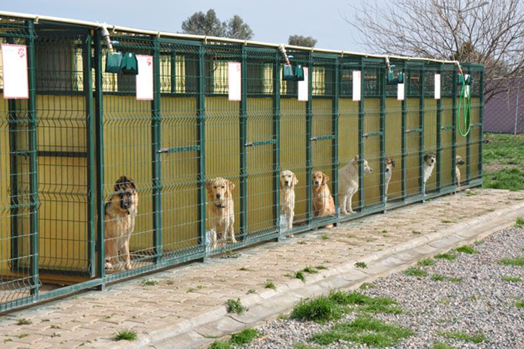 Kanka Köpek Fiyatı 2023 Ne Kadar?