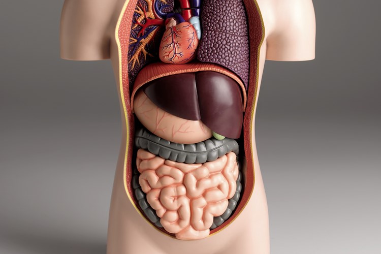 Kanser Hastalarında Organ Yetmezliği Nedir?