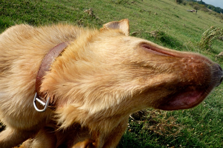 Kantaron Yağı Köpeğe Sürülür Mü?