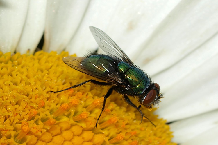 Kara Sinek Kaç Gün Yaşar? Güncel Oku