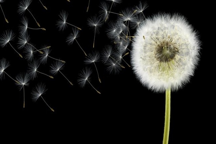 Karahindiba Nedir? Çayı Nasıl Yapılır?