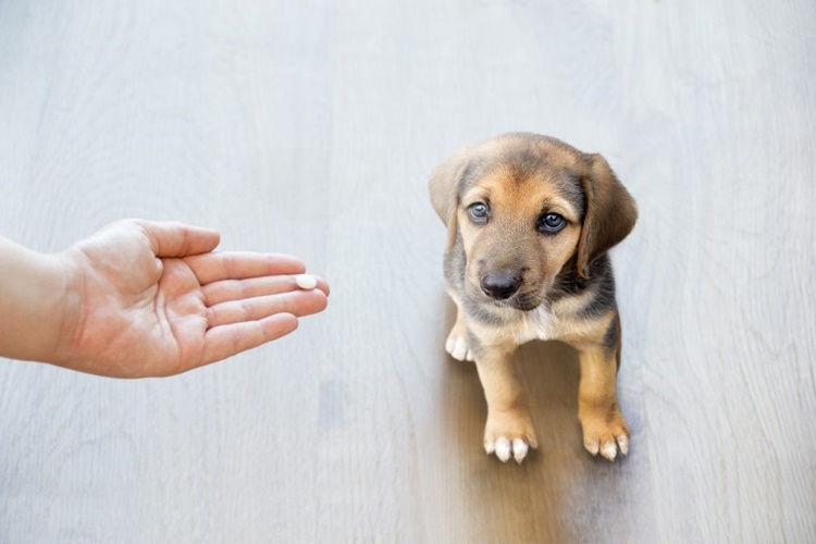 Karbonat Köpeklere Zararlı Mı?