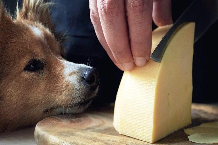  Kaşar Peyniri Köpeklere Zararlı Mı?