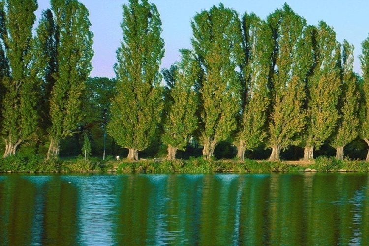 Kavak Ağacı Nasıl Kurutulur?