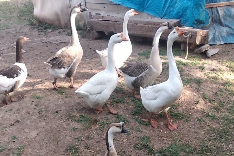 Kaz Ne Zaman Kesilir?