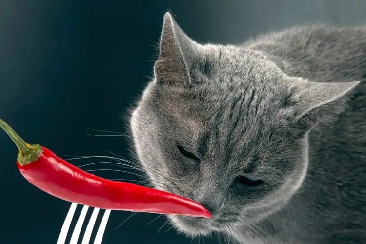 Kedi Acı Biber Yerse Ne Olur?
