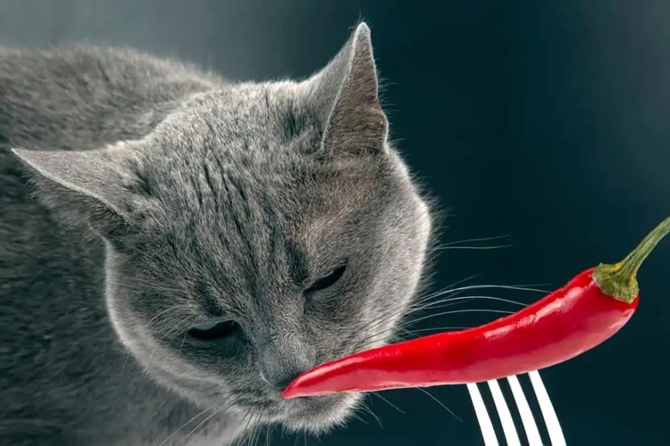 Kedi Acı Yer Mi?