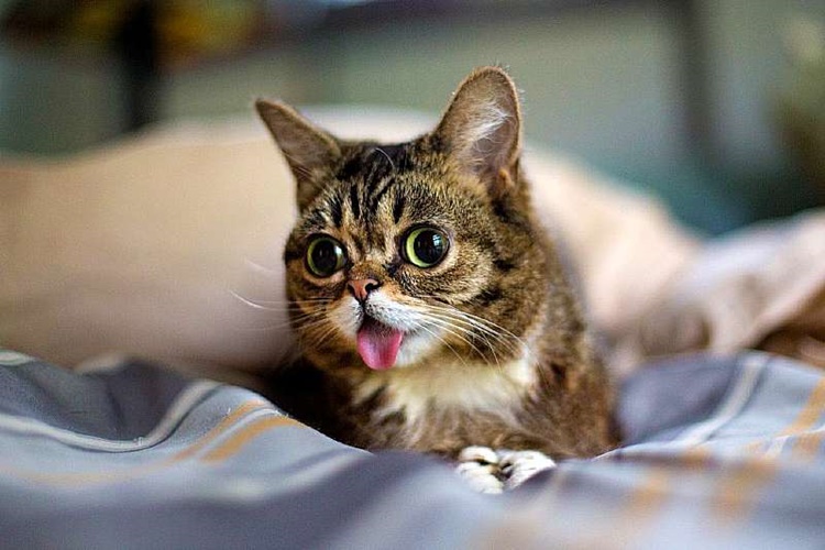 Kedi Acı Yerse Ne Olur?