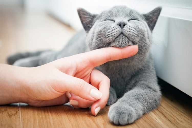 Kedi Ağız Bakım Ürünleri Nelerdir?