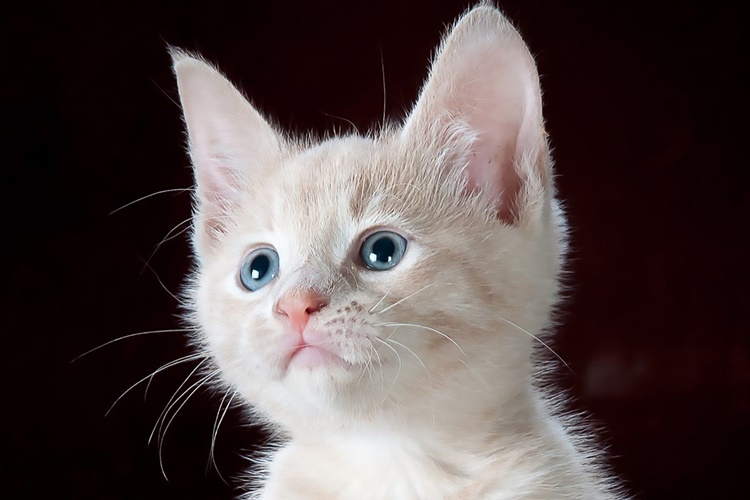 Kedi Ağız Enfeksiyonu İnsana Bulaşır Mı?