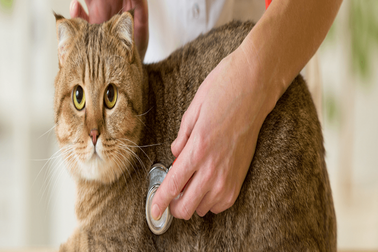 Kedi AİD’si İnsana Bulaşır Mı?