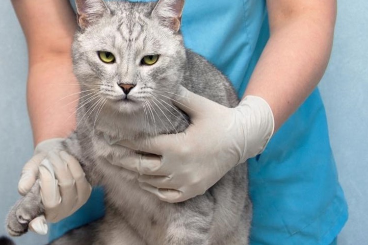 Kedi Akrep Yerse Ne Olur?