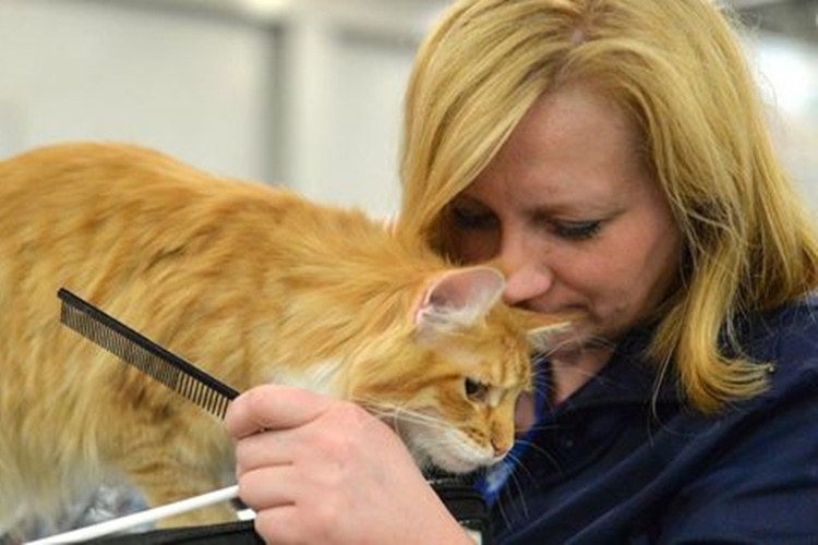 Kedi Alerji Aşısı Etkisi Ne Kadar Sürer?