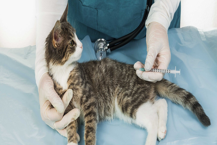 Kedi Alerji Aşısı Fiyatı 2023 Ne Kadar?