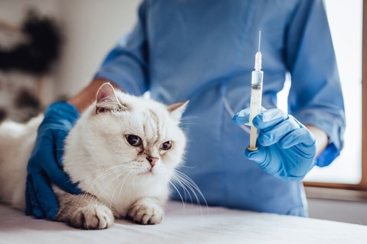 Kedi Alerji Aşısı Nerede Yapılır?