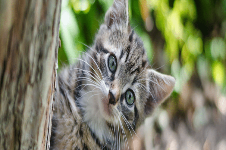 Kedi Alerji Aşısı Yan Etkileri Nelerdir?