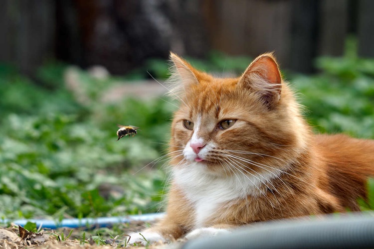 Kedi Arı Yer Mi?