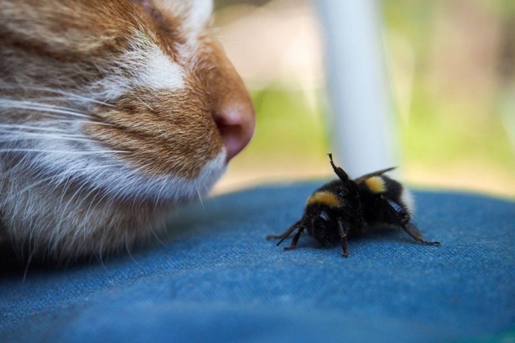 Kedi Arı Yerse Ne Olur?