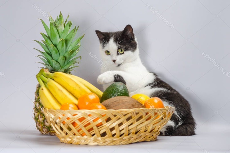  Kedi Armut Yer Mi?