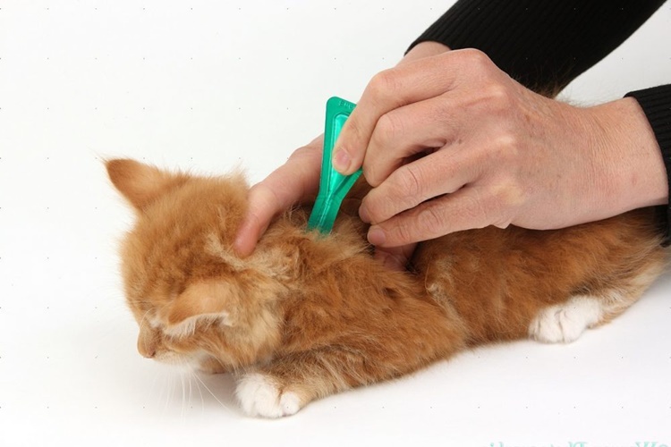 Kedi Asilari Evde Nasil Yapilir Guncel Oku