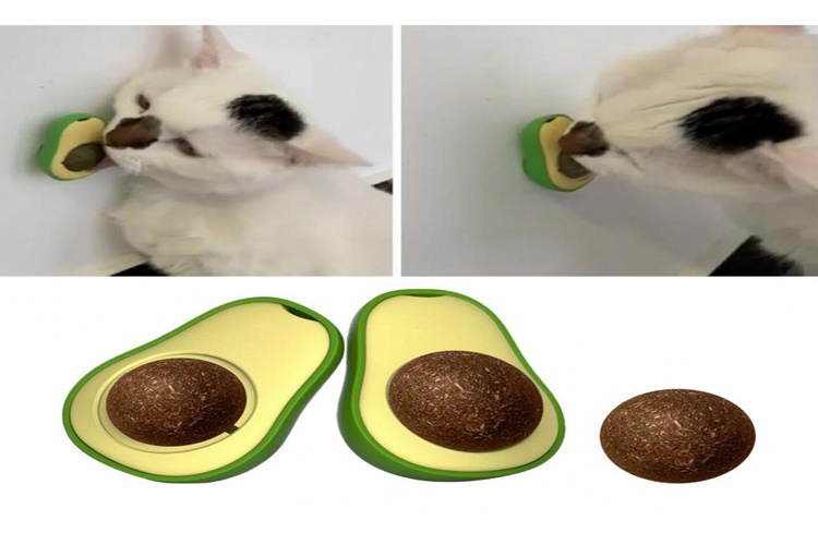  Kedi Avokado Yer Mi?