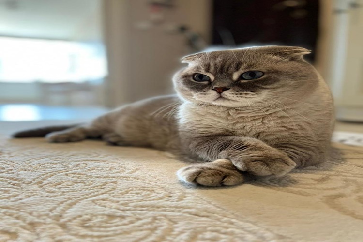 Kedi Ayva Yer Mi?