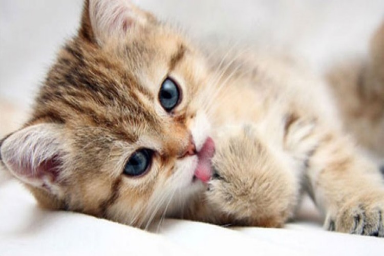 Kedi Bağırsak Kurdu İnsana Bulaşır Mı?