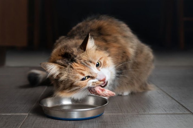 Kedi Baklava Yerse Ne Olur?