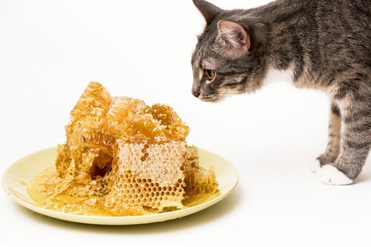 Kedi Bal Yerse Ne Olur?
