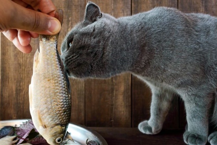Kedi Balık Yer Mi?