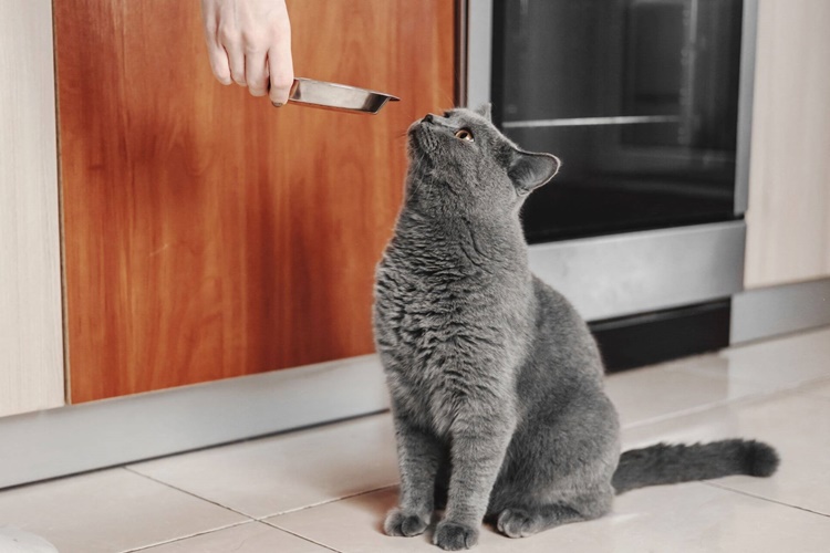 Kedi Bayat Mama Yerse Ne Olur?
