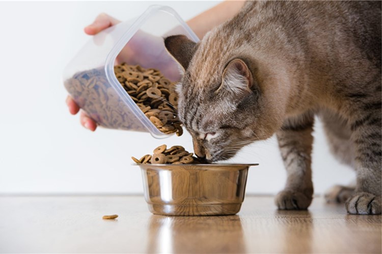 Kedi Beslemek Bağışıklığı Güçlendirir Mi?