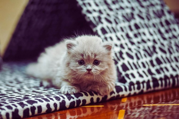 Kedi Bir Gün Evde Yalnız Kalabilir Mi?
