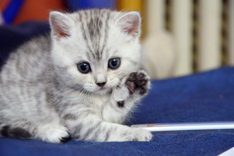 Kedi Bir Hafta Evde Yalnız Kalabilir Mi?