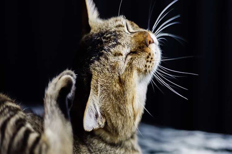 Kedi Biti İnsana Bulaşır Mı?