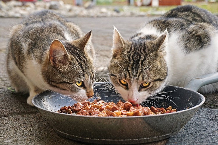 Kedi Böcek Yerse Ne Olur?