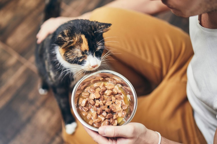 Kedi Bozuk Et Yerse Ne Olur?